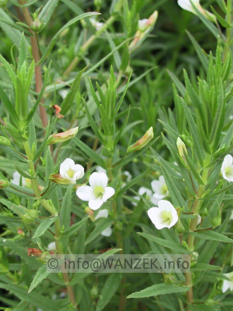 Gratiola officinalis 01.jpg